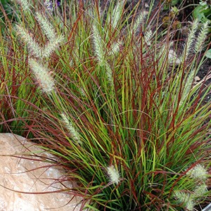 Пеннисетум Pennisetum Burgundy Bunny